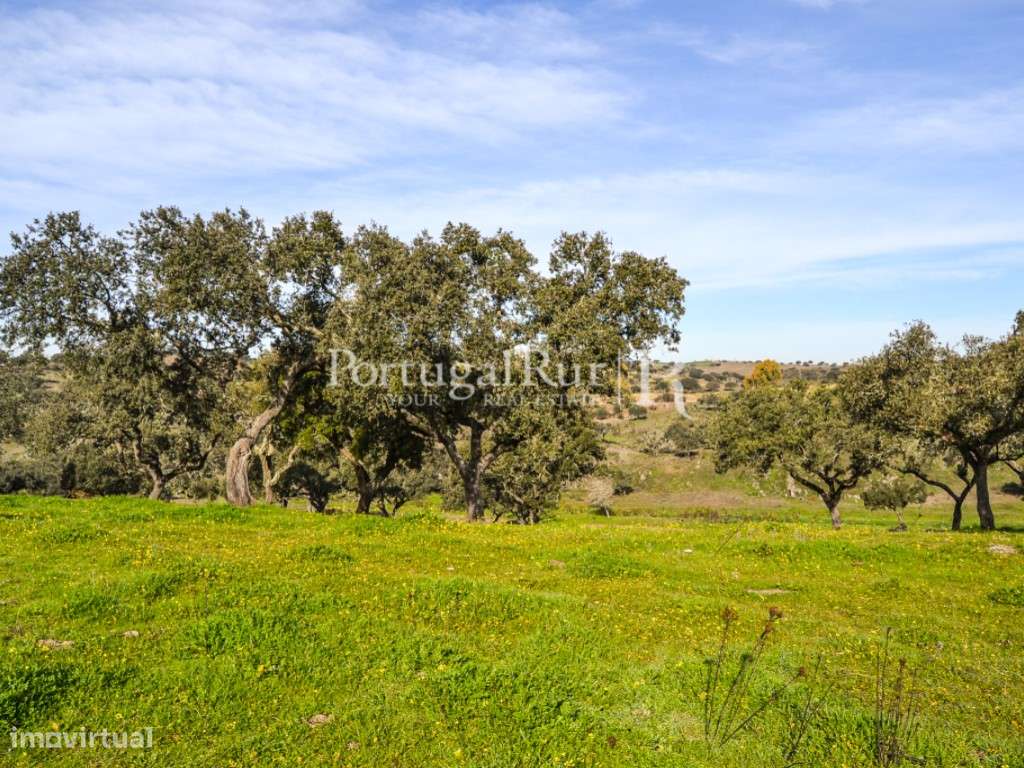 Herdade de 60 ha e monte, em Reguengos de Monsaraz-26