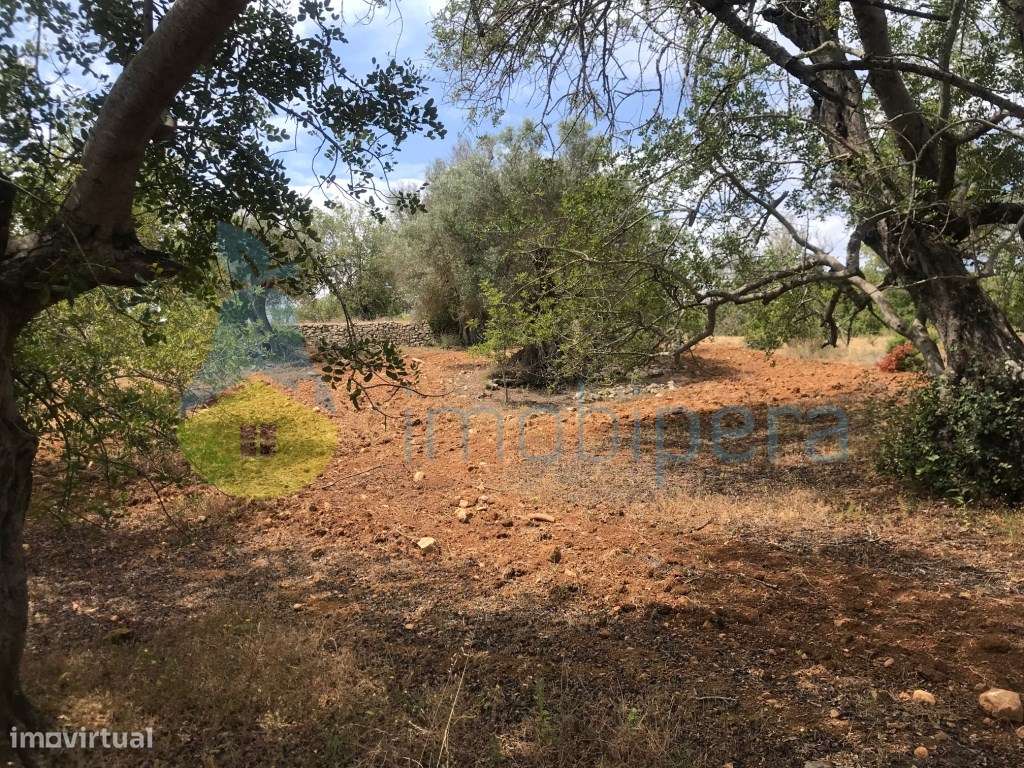 TERRENO RÚSTICO 2.560m2 ZONA TRANQUILA BOLIQUEIME - Grande imagem: 3/23