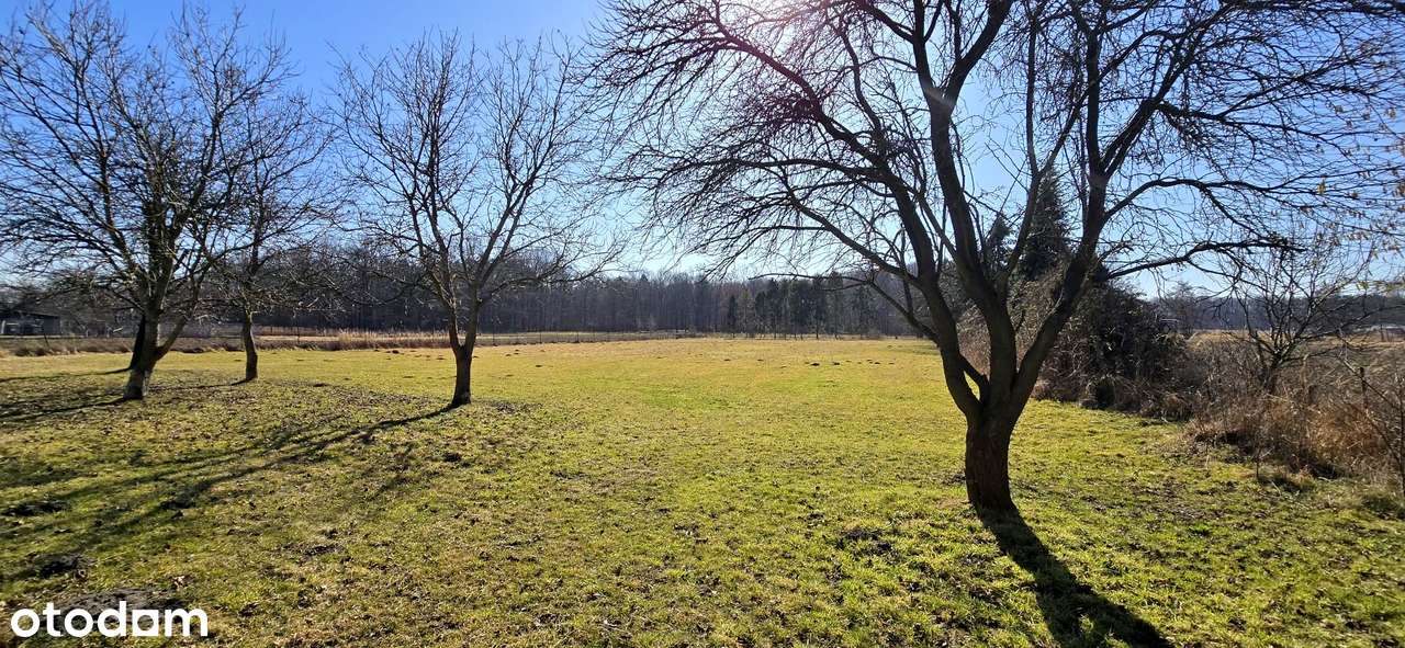 Jedyna taka okazja - dom na dużej działce po lasem !!!-16