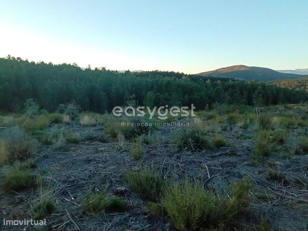 Terreno Rústico na Serra da Gardunha - Grande imagem: 4/13