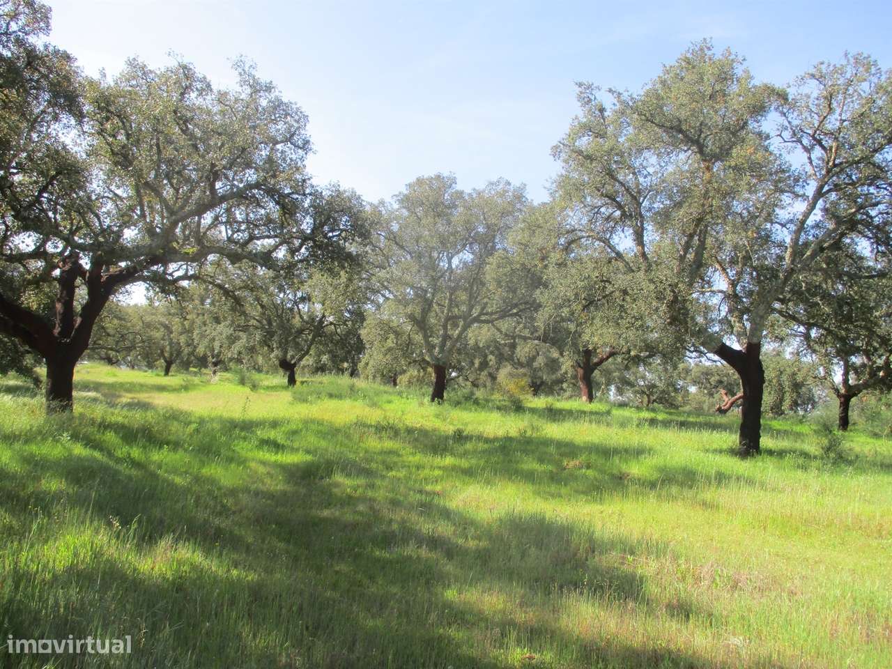 Quinta com habitação, poço, sobreiro, casa-5