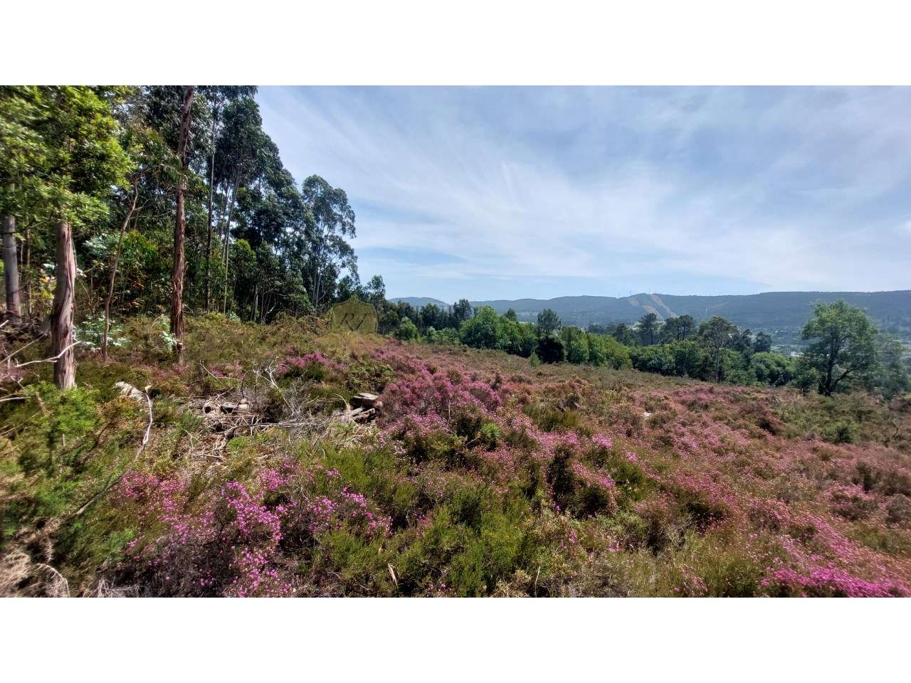 Terreno Industrial- Zona Industrial de Campo (Valongo) - Grande imagem: 5/12