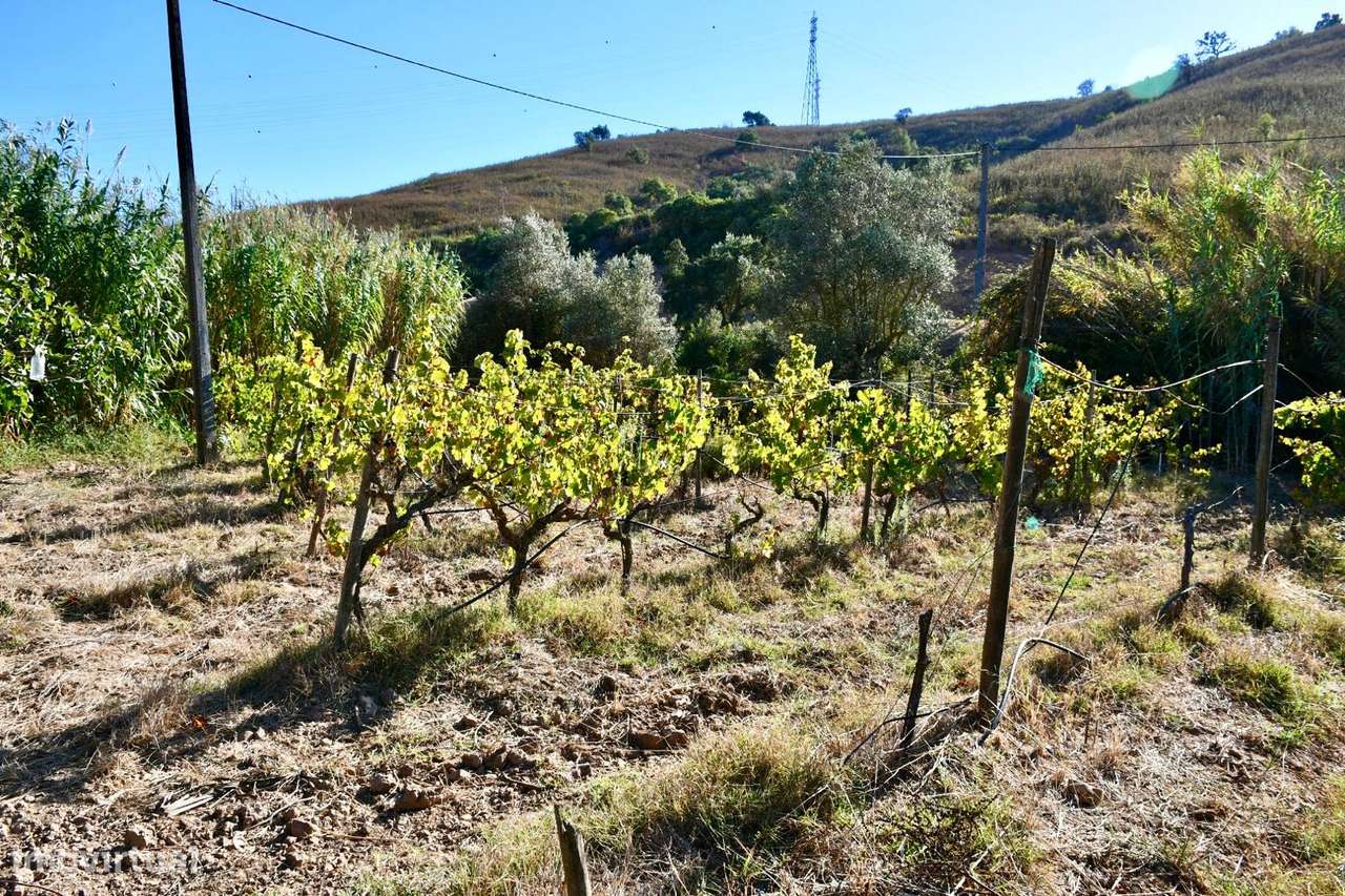 Quinta com moradia V3 na Mexilhoeira Grande-18