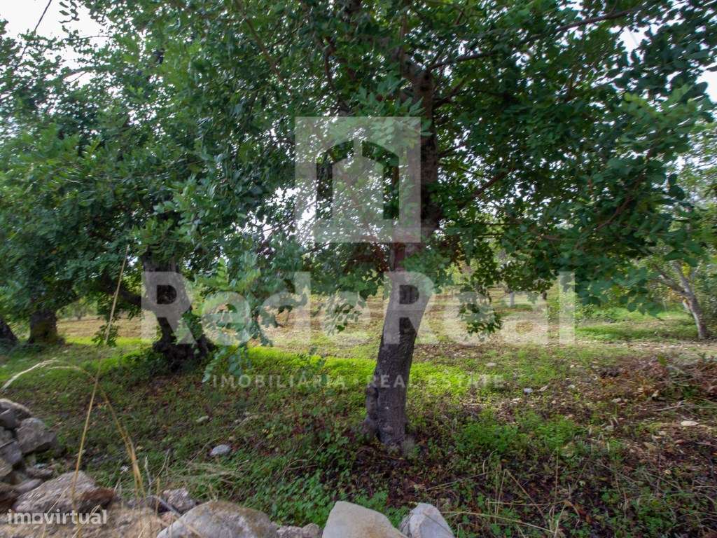 Moradia com 1. 556 hectares com furo e água da rede-25