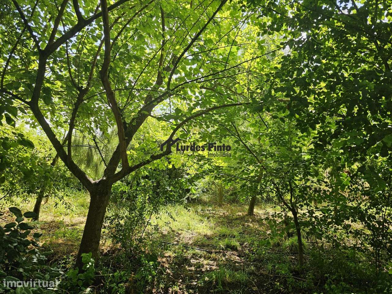 Quinta com habitação-5