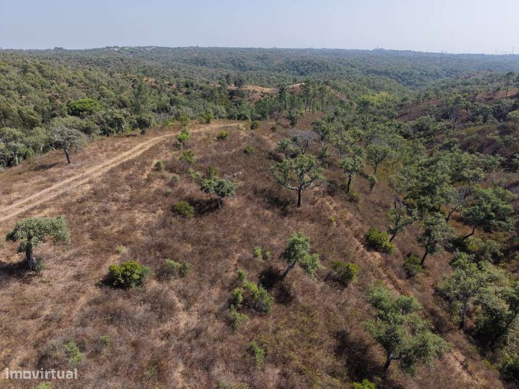 TERRENO MISTO - 7,075ha (c/ ruína)-9