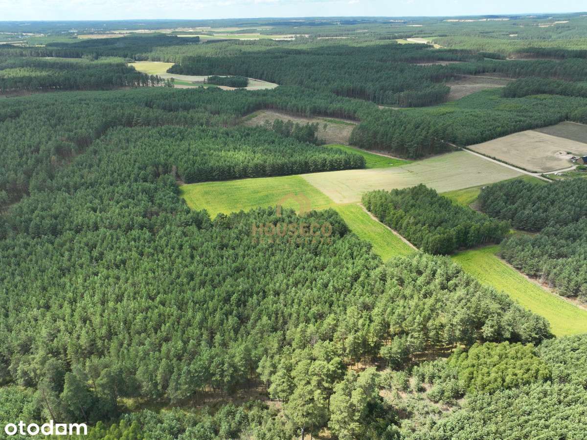 Działka pod Bytowem - 11 ha - Pełny obrazek: 4/6