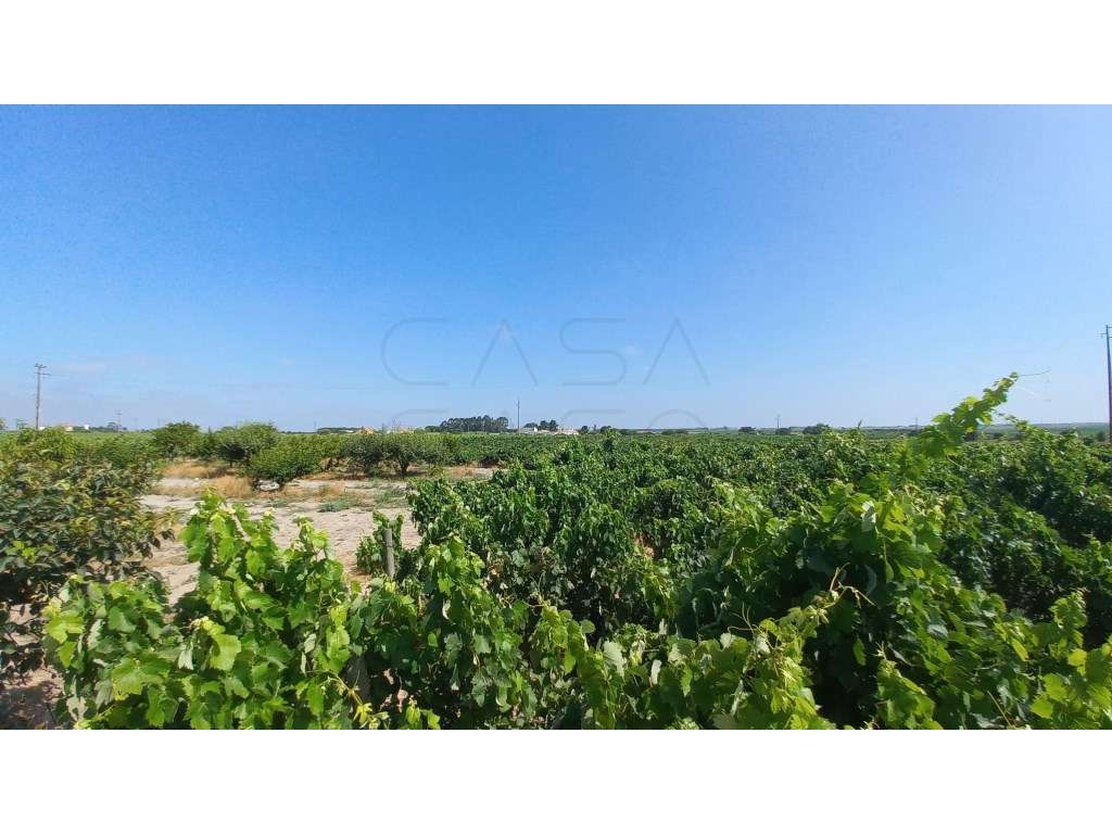 Herdade vinhateira próxima de Setúbal-12