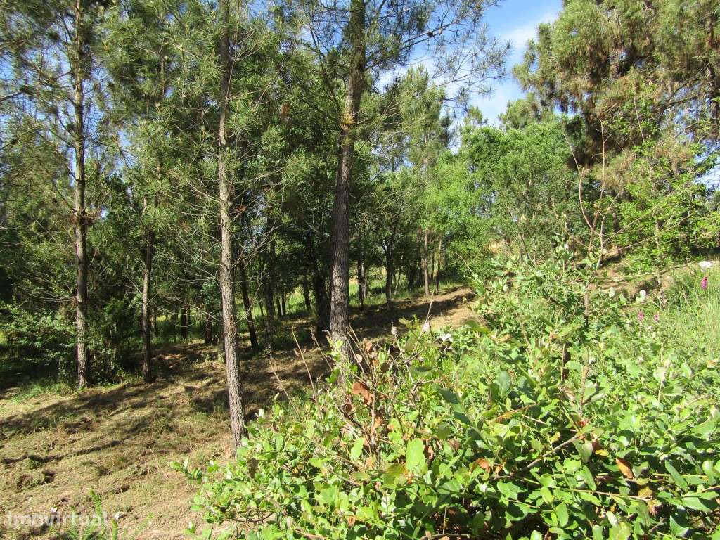 P26-238 Casal da Loba - Terreno Urbanizável no Centro de Portugal e...-6