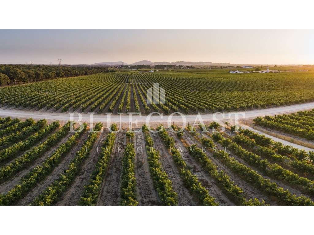 Terreno Rústico com Vinha e PIP Aprovado - Palmela-5