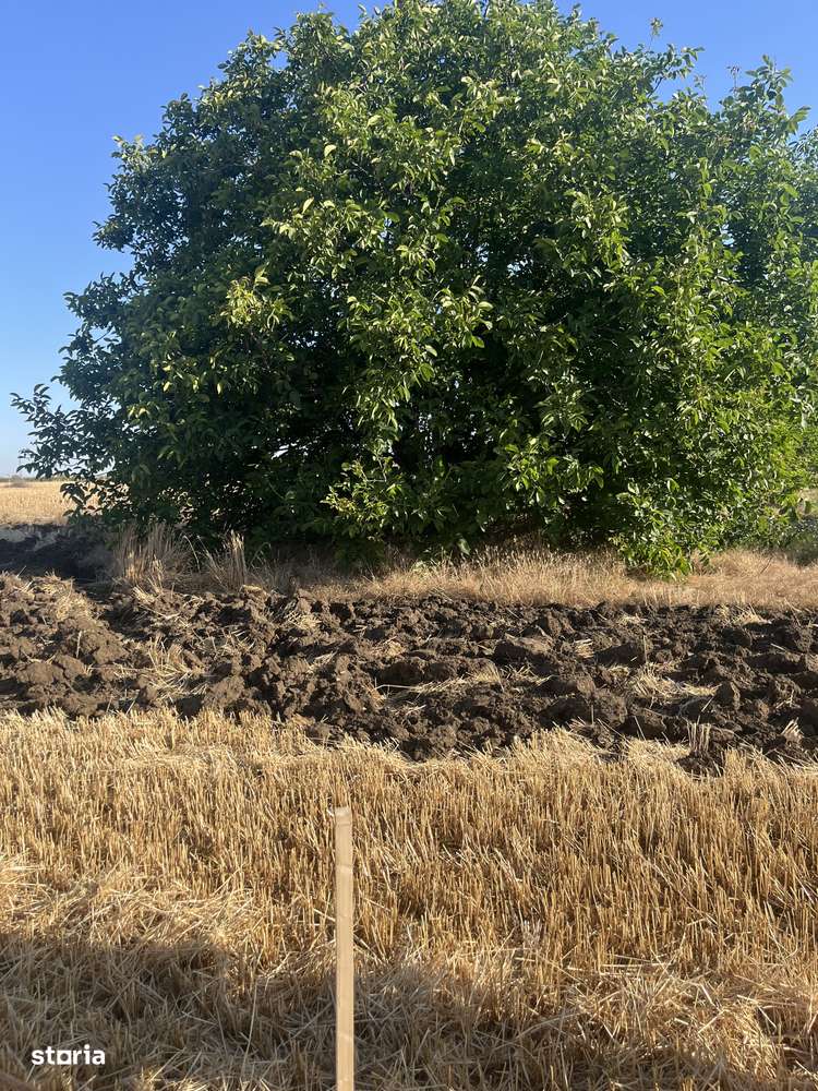 Teren Strada Tisei - Isaran Green ( Aurel Vlaicu ) - Imagine principală: 5/7