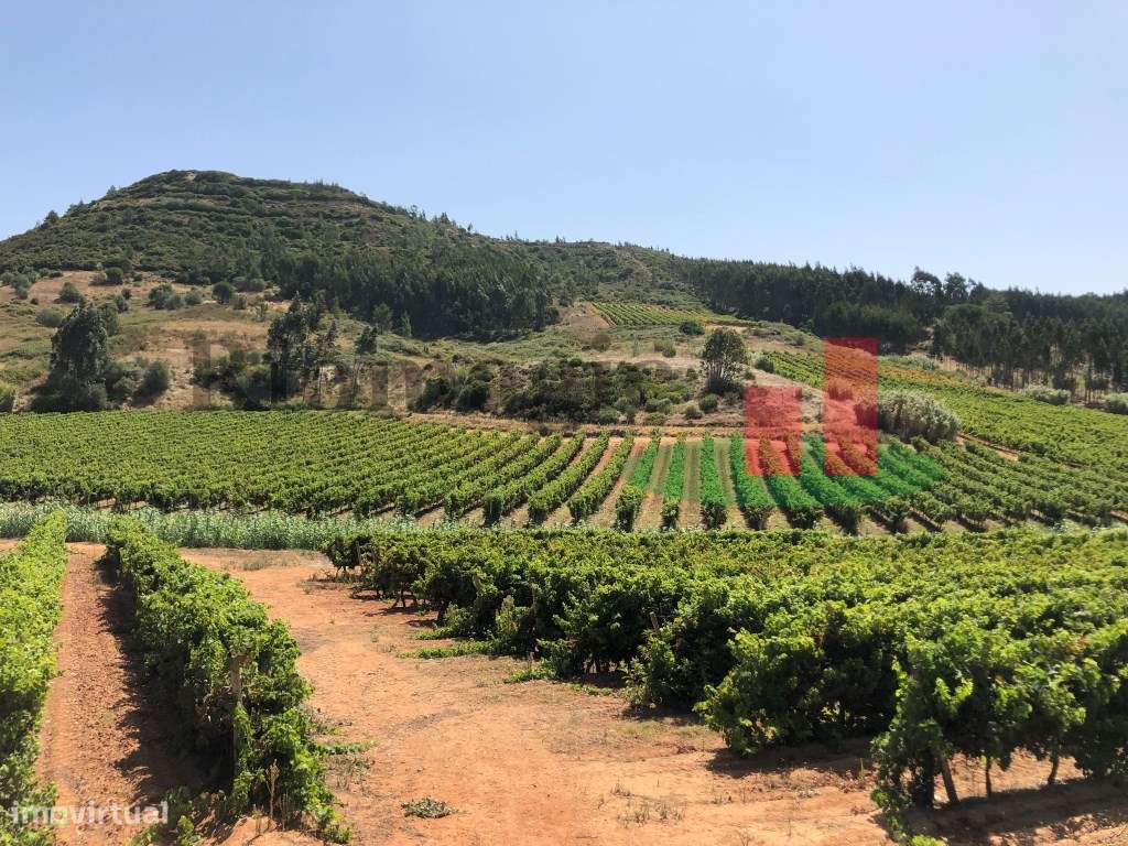 Quinta 20ha - parte Rústica junto à Serra do Montejunto***RIOMAGIC*** - Grande imagem: 3/10