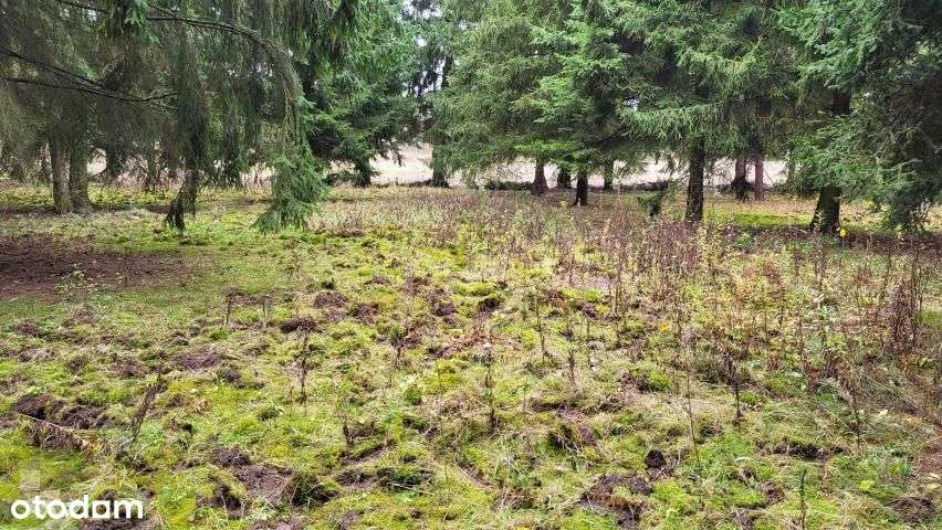 Działka opodal Kpn z Wz, prąd, siła i woda - Pełny obrazek: 5/7