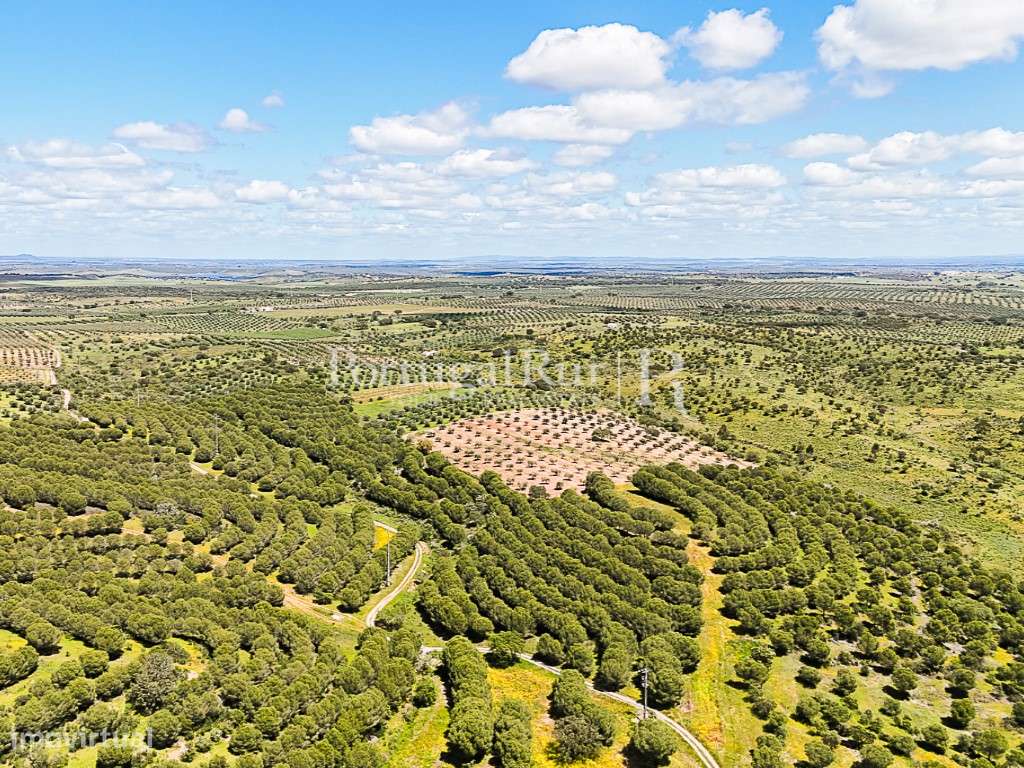Herdade com 90 hectares e várias construções em Moura, Beja - Grande imagem: 4/51