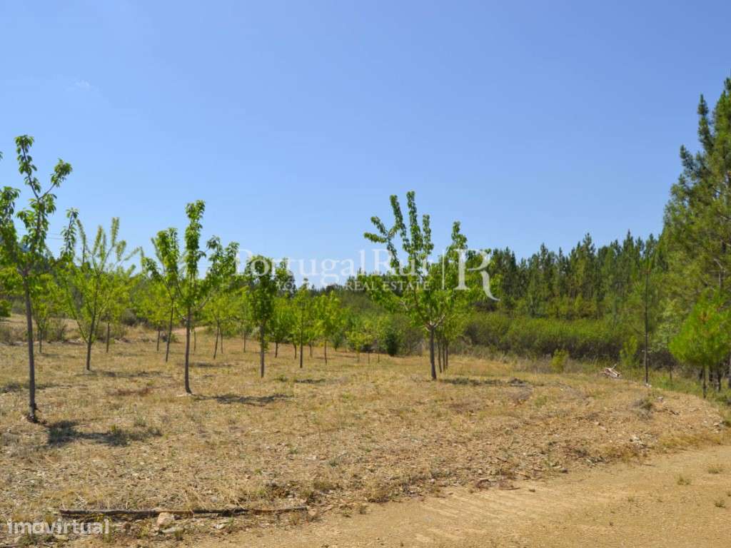 Horta para venda em Proença-a-Nova - Grande imagem: 2/15