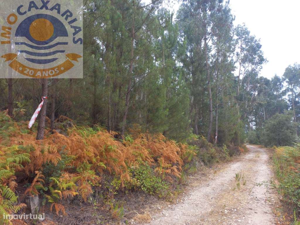 Terreno com pinhal - Grande imagem: 2/5