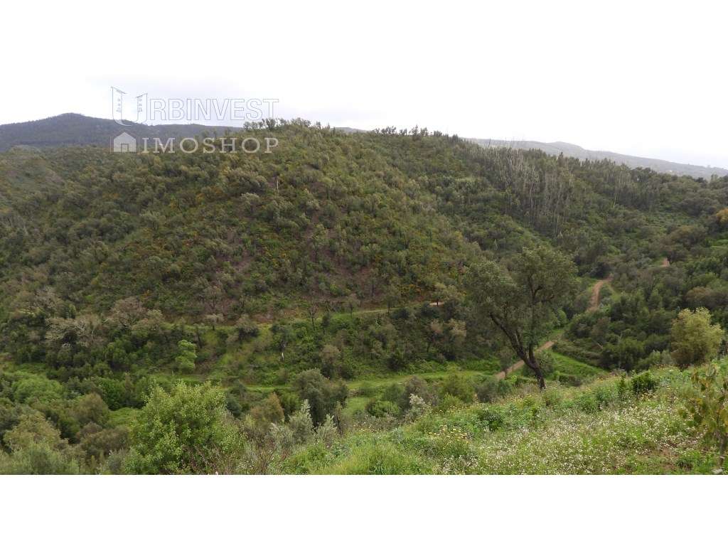 Propriedade rústica com uma ribeira e nascente, em Monchique. - Grande imagem: 5/7