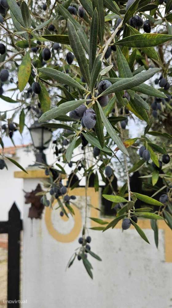 Moradia Térrea / Quintinha em Foros de Salvaterra-52