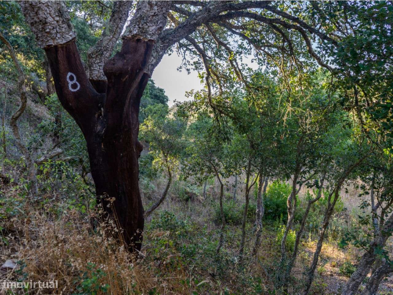 Quintinha Alfambras - Grande imagem: 5/21