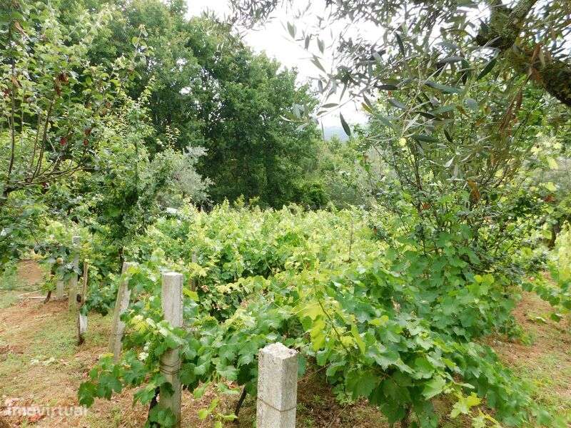 Terreno Rústico / Seia, Santiago - Grande imagem: 5/20