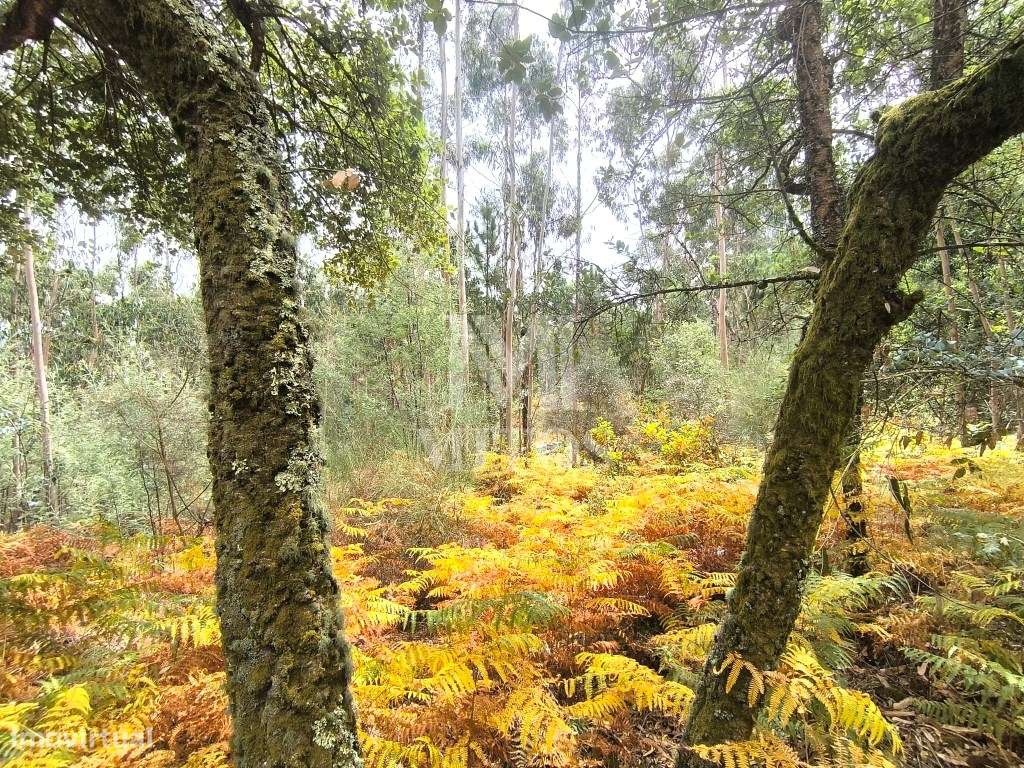 Terreno rústico em Aguiar - Grande imagem: 4/11