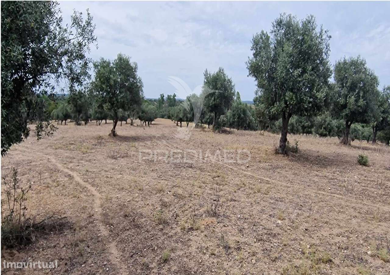 Propriedade -Terreno Rustico  em Vale dos Picos - Grande imagem: 3/4