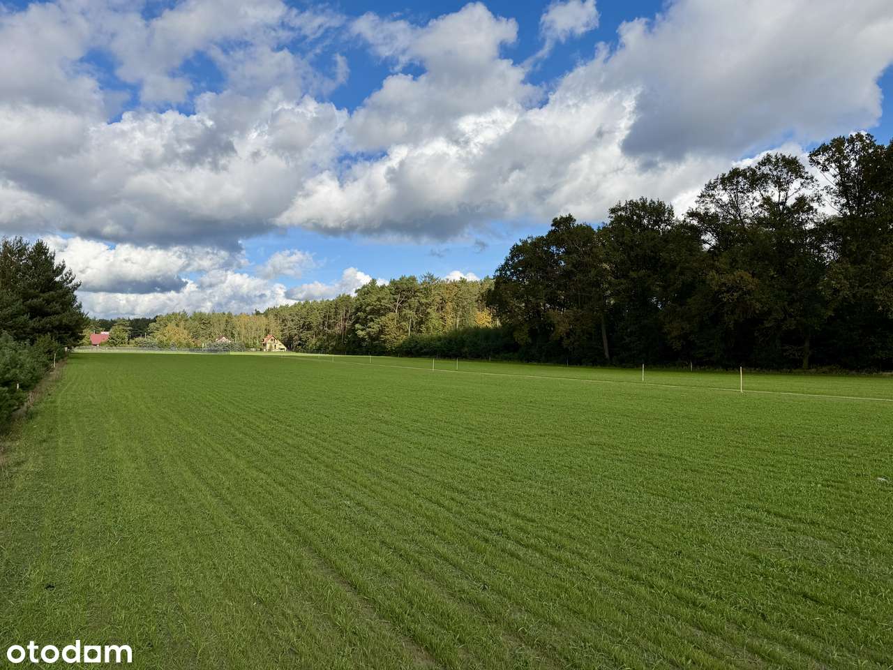 Działki przy jeziorze Lucieńskim i lesie państwowym-16