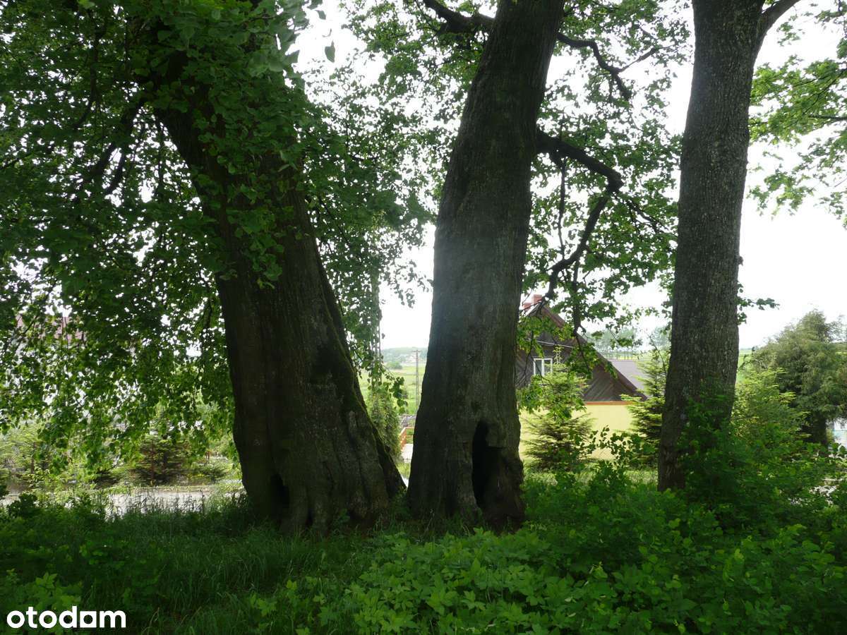 Zabytkowy Dwór z Parkiem-4