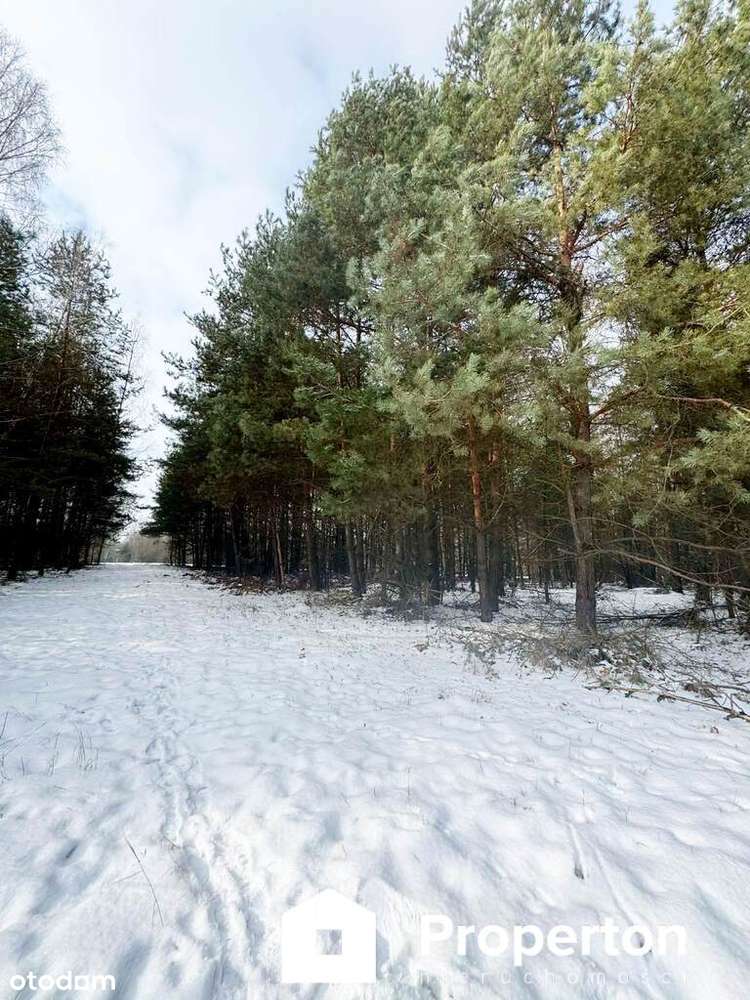 Na sprzedaż ponad hektar  lasu – Baranów /lubelski-1