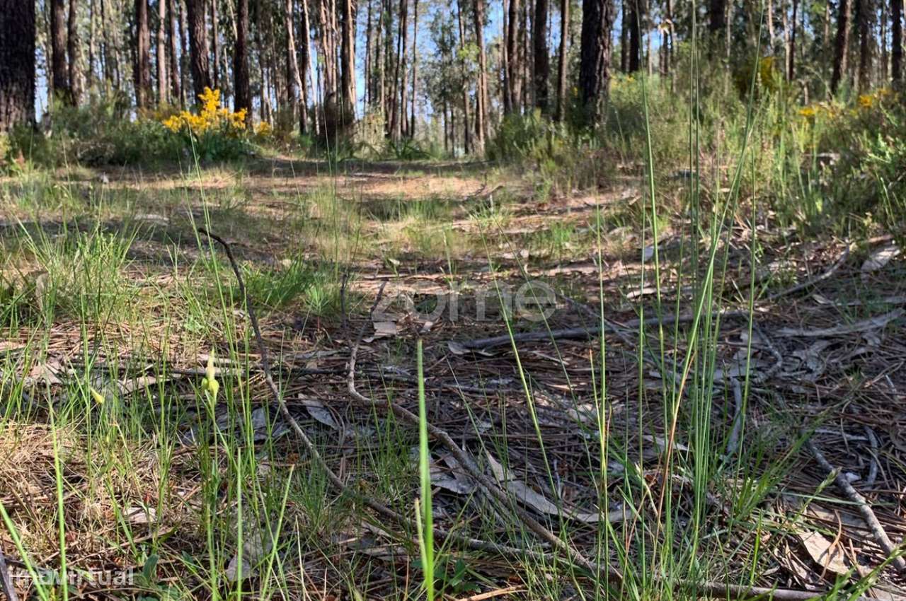 Terreno Rustico - Grande imagem: 4/15