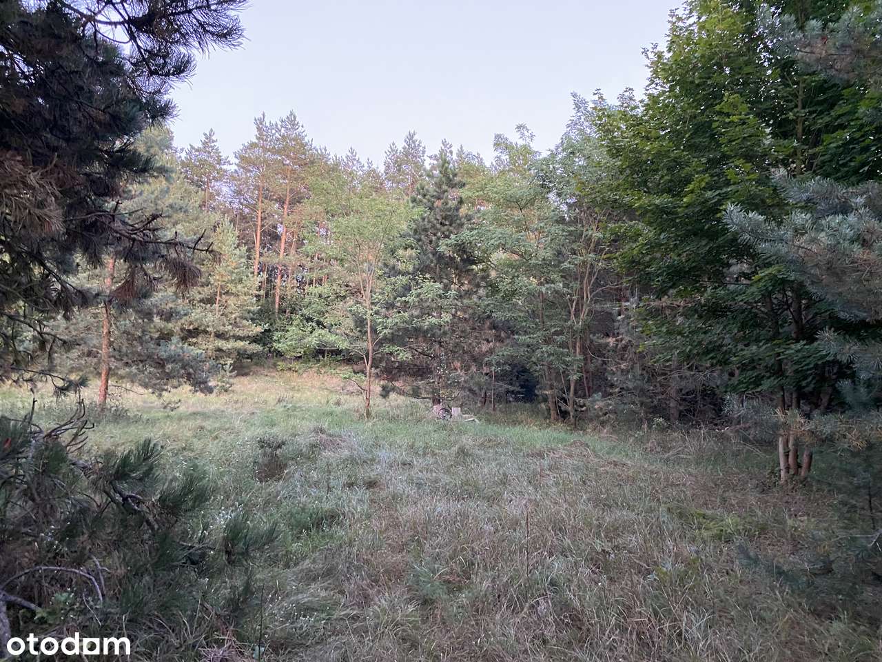 Działka budowlana 1497 m²- Głębocko k. Murowanej Gośliny, las/ jeziora - Pełny obrazek: 4/10