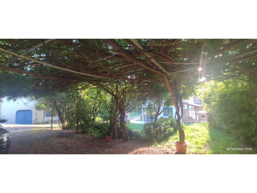 Quinta com duas moradias, anexos, diversas arvores de fruto, vinha ...-52