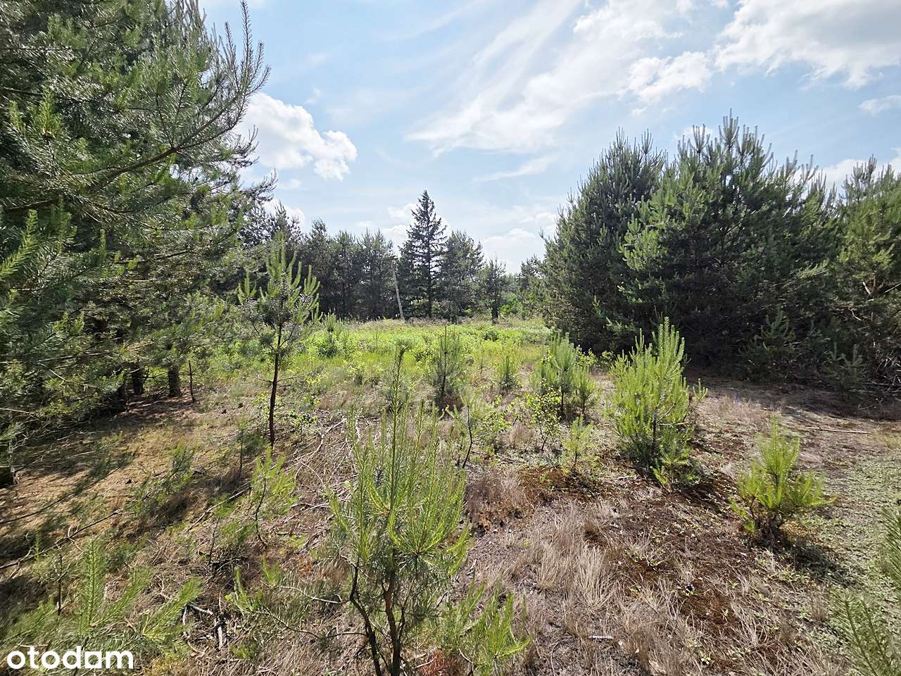 Urokliwa enklawa otulona zielenią - Pełny obrazek: 4/14