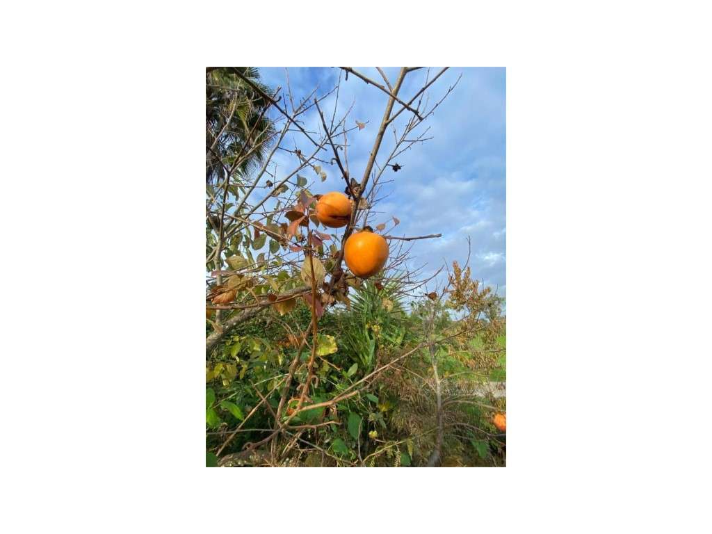 EXCLUSIVO! Quinta com Enorme Potencial no Coração do Alentejo Um Re...-28