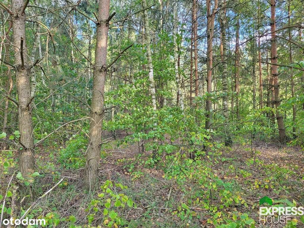 Cisza, natura i jeziora – Rogóźno, do negocjacji - Pełny obrazek: 5/12