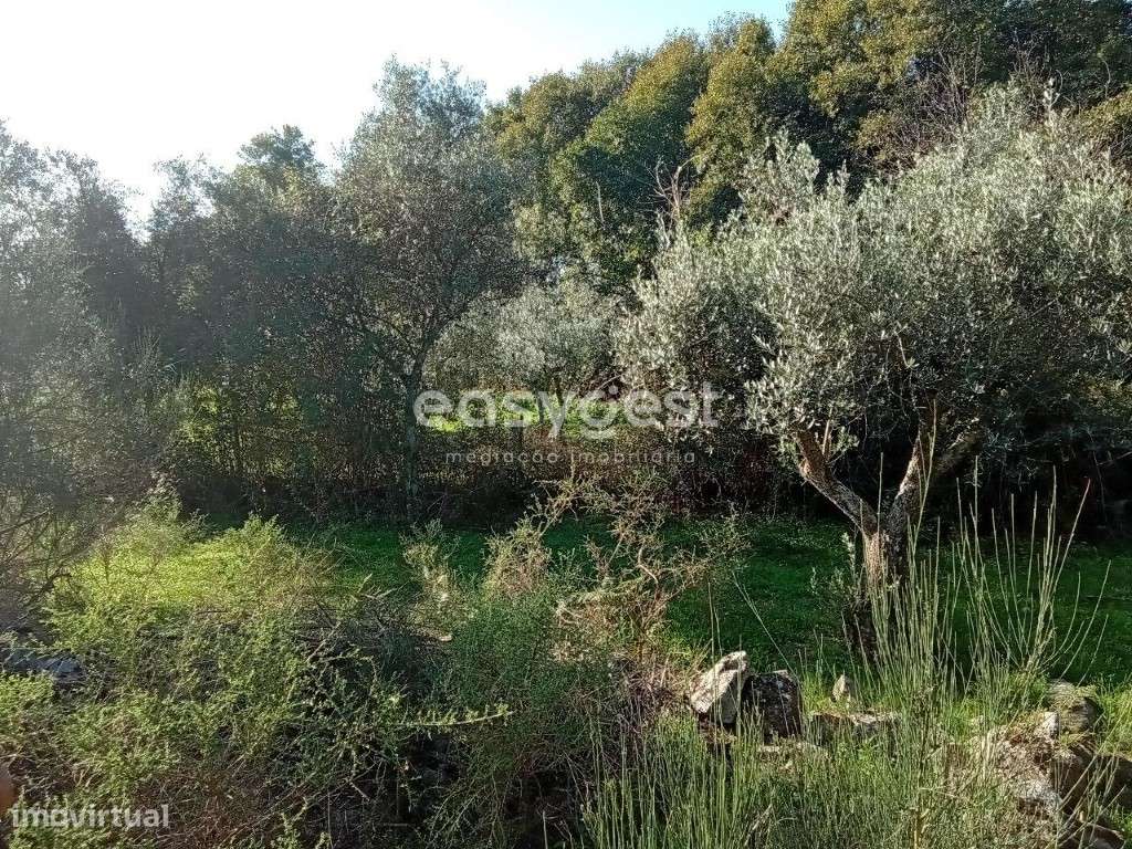 Terreno Rustico excelente localização na aldeia de Póvoa Rio Moinhos - Grande imagem: 4/8