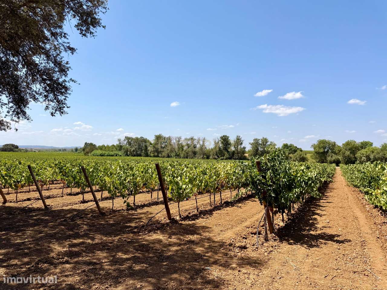 Herdade de Pandeira, Vinha e Olival em Produção em Reguengos de Monsar-31