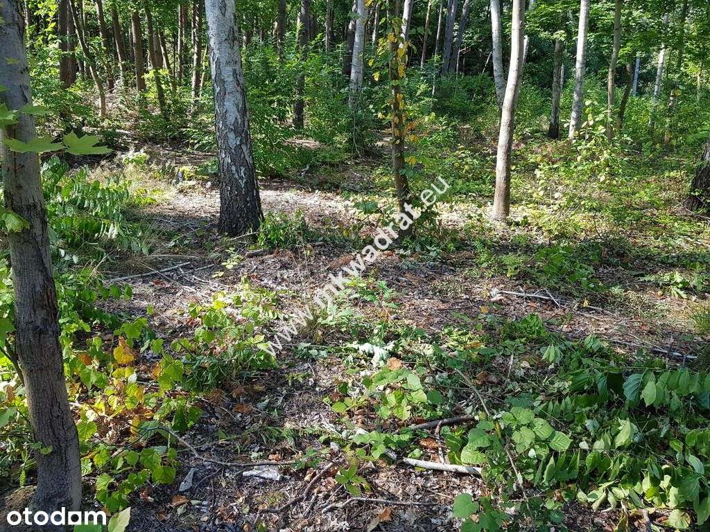 ⭐⭐⭐⭐ SuperDziałka dobra cena przy lesie Młochowski - Pełny obrazek: 4/6