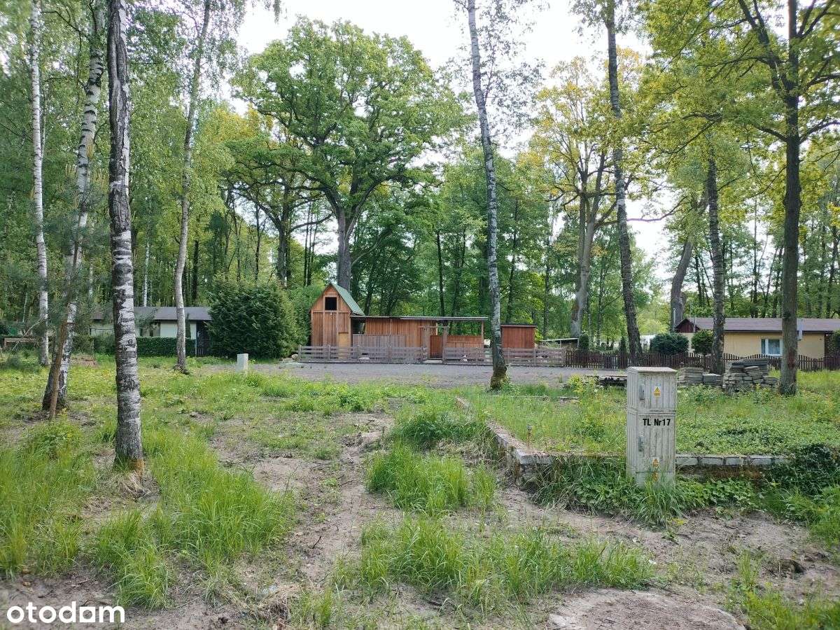 Działki turystyczno rekreacyjne w lesie-7