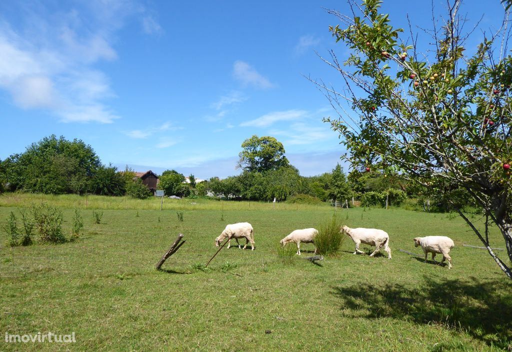 Quinta 6.300 m2 e casas velhas. Portugal, V. N. Gaia, S. Félix Mari...