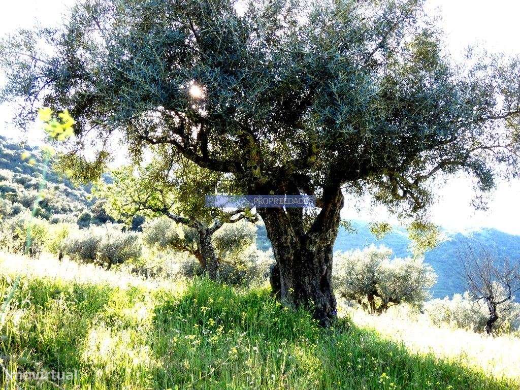 200.000m2 Propriedade com Olival, em Barca DAlva. Portugal, Guarda,... - Grande imagem: 4/9