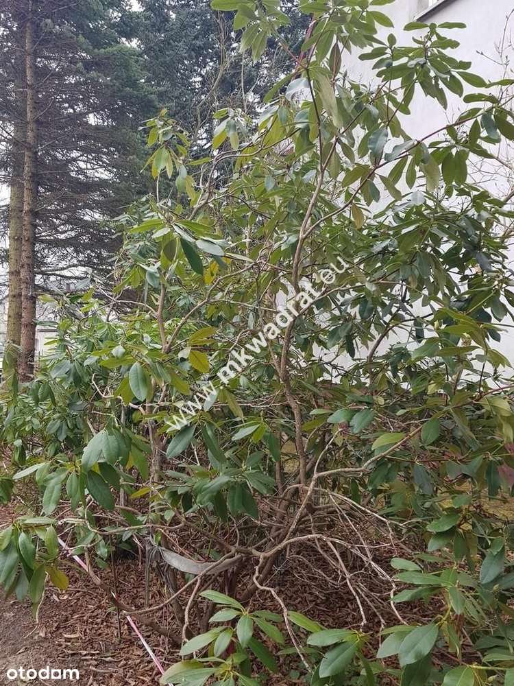 ⭐⭐⭐⭐ Blisko Wkd na dom 2 lokal Media 1600m2 ⭐⭐⭐⭐ - Pełny obrazek: 5/6