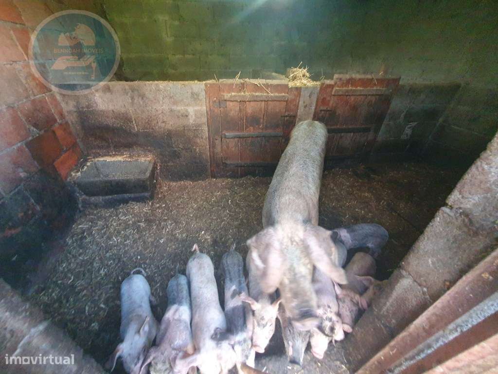 Quintinha à venda- Arco de Baúlhe-20
