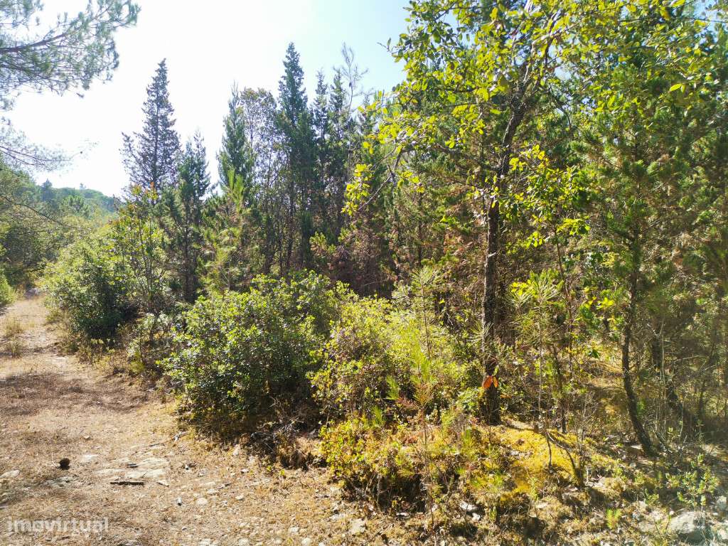 Terreno em zona de Cernache, Coimbra - Grande imagem: 3/5