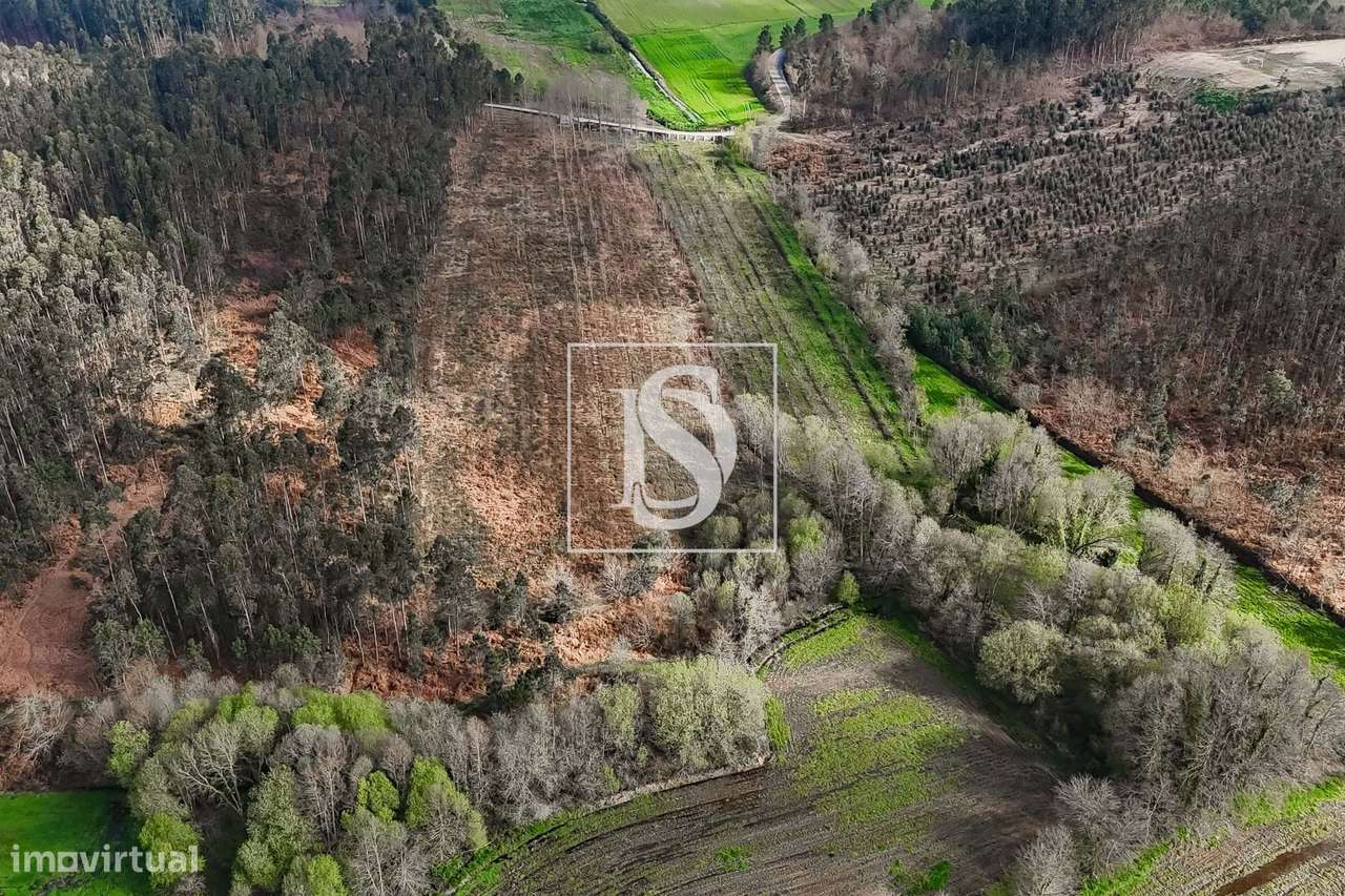 Terreno Agricola, plano e murado, em Ponte de Lima! - Grande imagem: 3/30