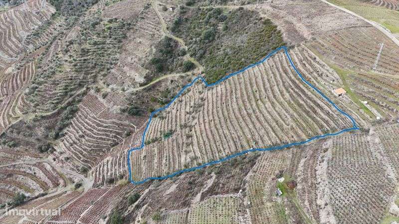 Vende-se terreno agrícola com vinha e Oliveiras - Grande imagem: 4/5