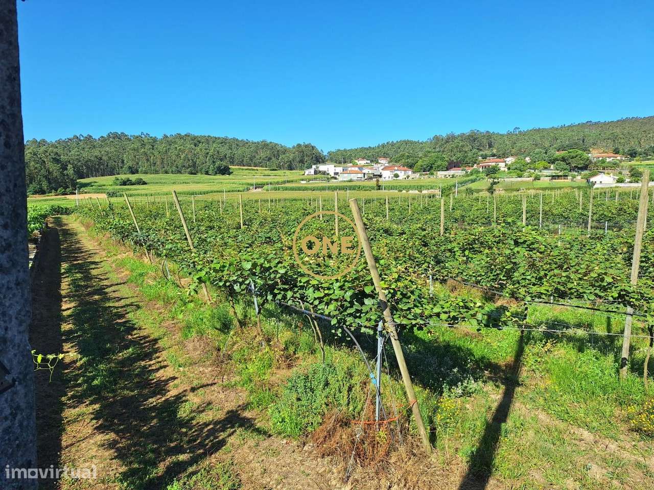 Terreno de 2,5 hectares com produção agrícola, uvas e kiwis com área p - Grande imagem: 5/22