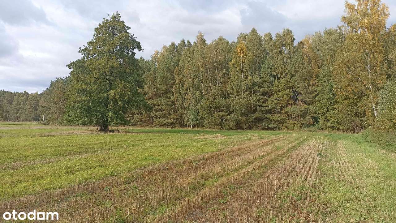 Tanie działki budowlane z warunkami zabudowy w Liwie - Pełny obrazek: 4/8