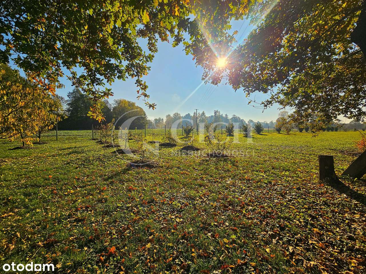 Zadbane siedlisko z prosperującą plantacją jagody kamczackiej.-17