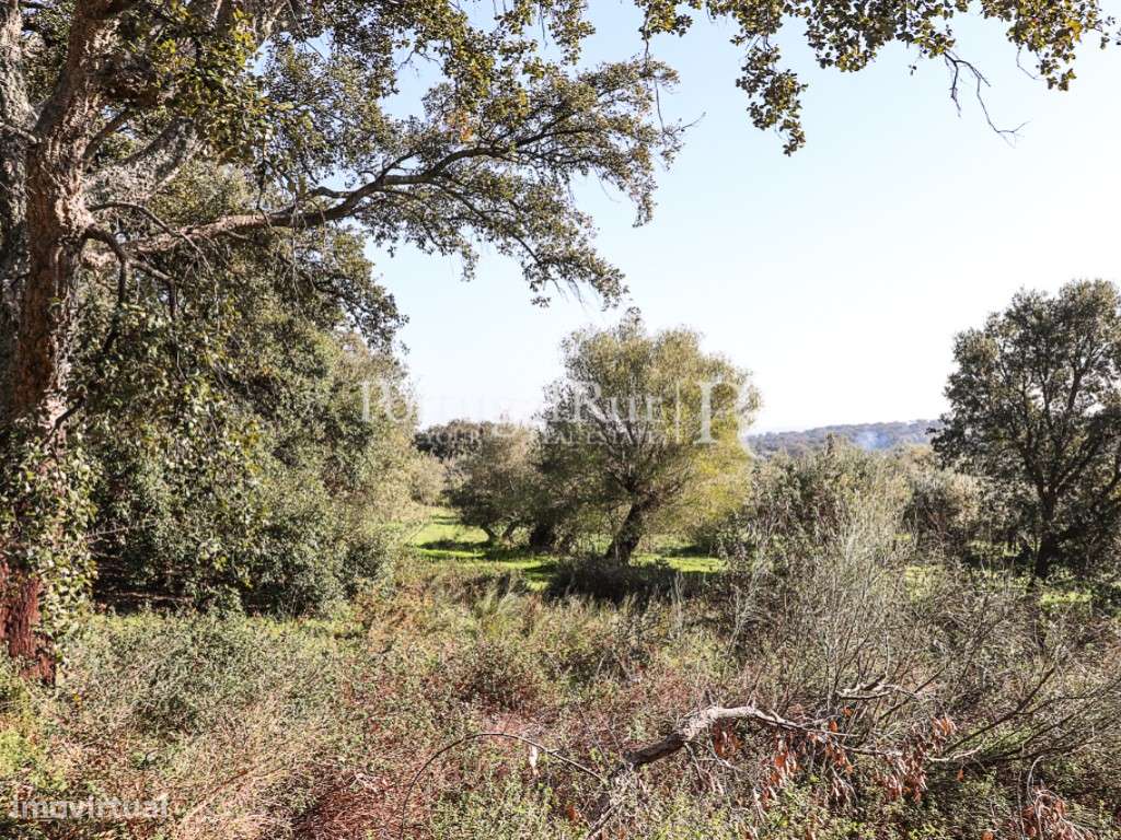 Terreno com uma área total 5.000 m2 - Alandroal - Grande imagem: 5/13